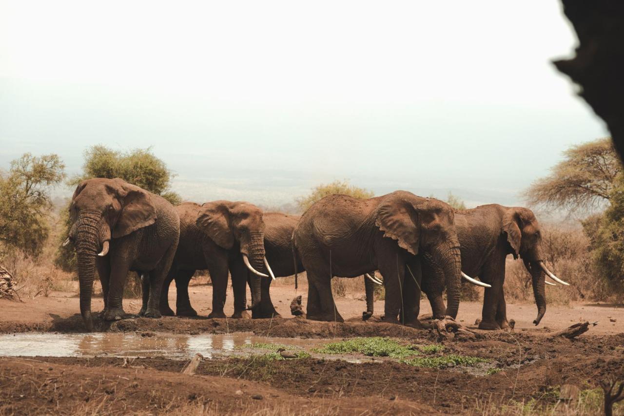 Tawi Lodge Amboseli Bagian luar foto